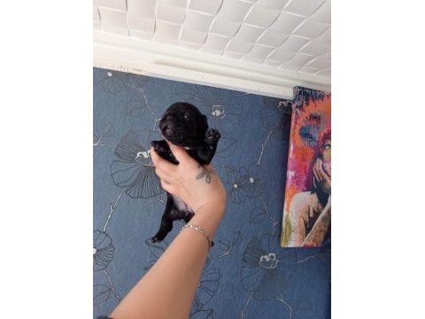 Orijinal fransız bulldog bebeler