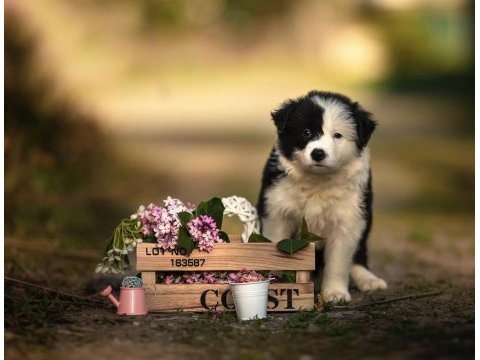 Şirin mi şirin border collie yavrularım