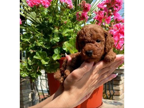 Ruhsatlı köpek çiftliğinden toypoodle yavrularımız 