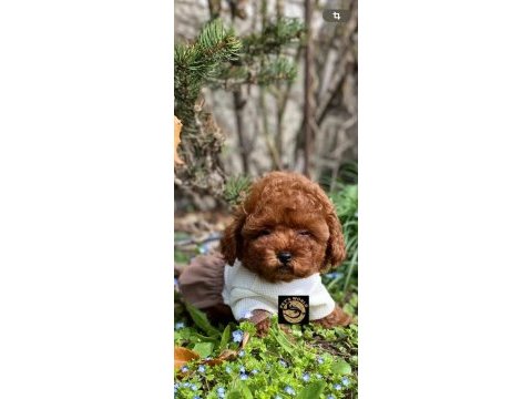Pet’s world güvencesiyle toy poodle yavrularımız