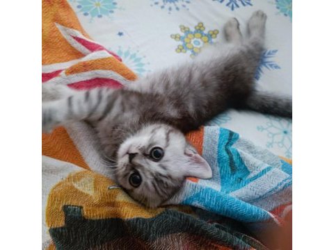 3 aylık dişi british shorthair