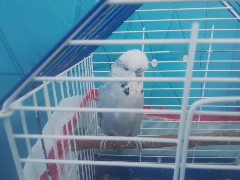 Kızgın erkek jumbo muhabbet kuşu