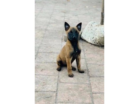 Belçika kurdu malinois