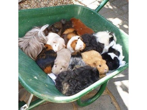 Guineapig yavrular aynı gün set halinde teslim edilir