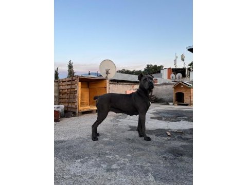 Dişi cane corso ırk garantili