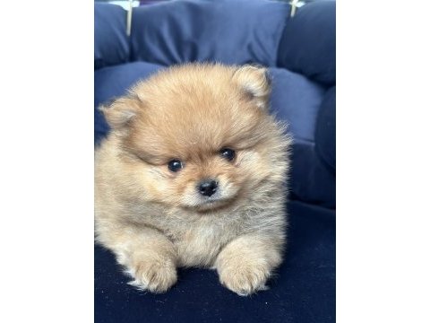 Pomeranian boo yavrular ırkına uygun