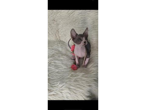 Naked beauty sphynx cattery 10 haftalık