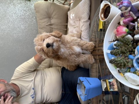 2.5 aylık maltipoo dişi yavrum efsane kızıl renk