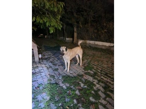 Hakiki saf kangal erkek