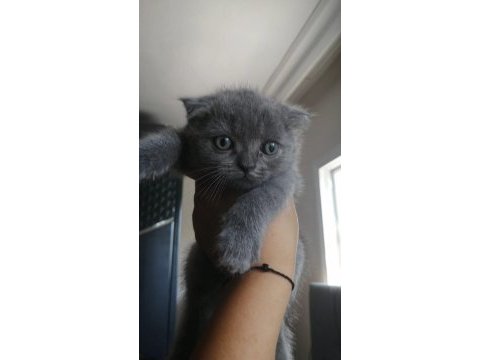Scottish fold bebeklerimiz