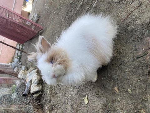 Aslanbaş güzeli dişi tavşanımız