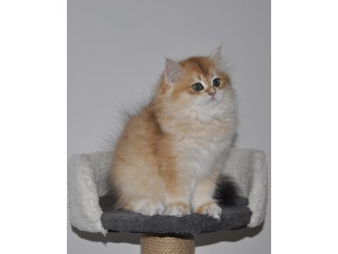 2.5 aylık golden british longhair erkek yavru