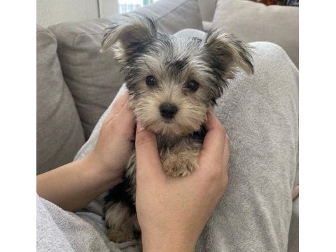 Teacup 6 aylik 900 gr dişi köpeğimiz