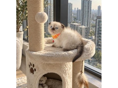 Scottish fold chocolate point