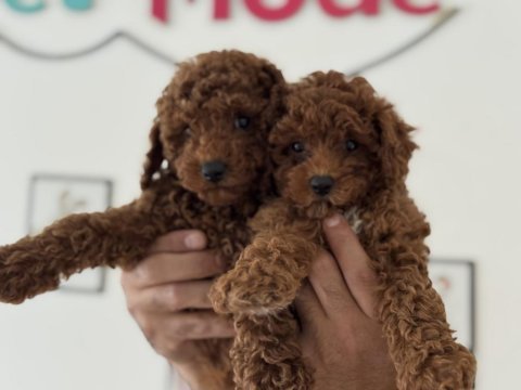 Show kalite redbrown kore toy poodle yavrular