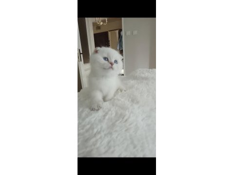 Scottish fold disi