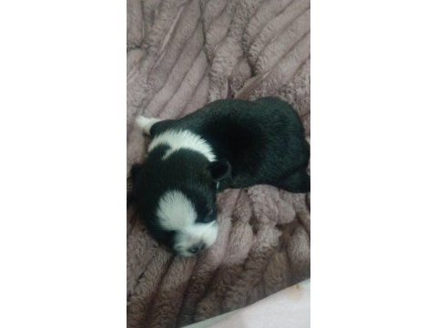 19 mayıs doğumlu köpekler yeni yuvasını arıyor