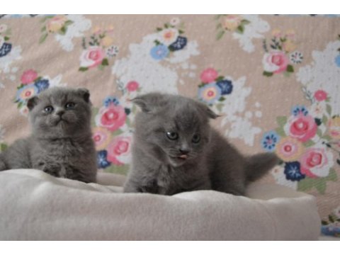 Scottish fold yavrular