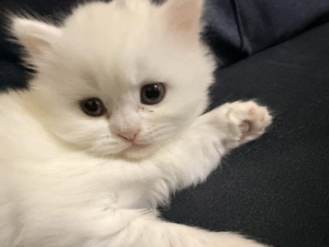 British shorthair yavru