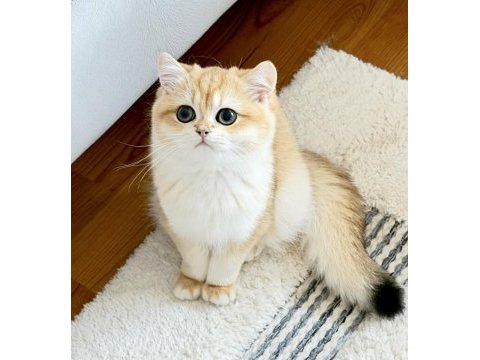 Şecereli british shorthair golden ny12 erkek yavru