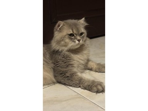 British longhair eksiksiz dişi