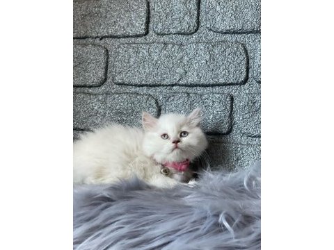 British longhair blueponit