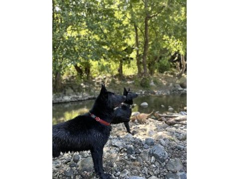 Irkının en iyisi siyah kurt köpeği