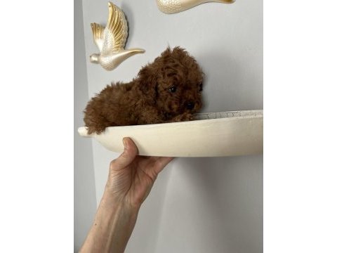 Yavru toy poodle