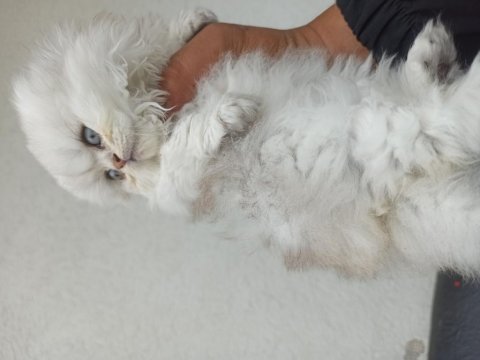 Yavru erkek scottish fold