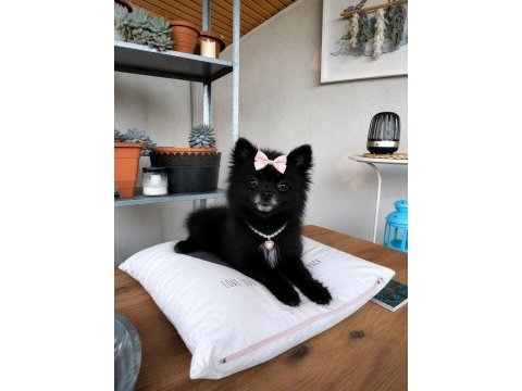 Türkiye'de bulunan en minik pomeranian 1.120 kilogram