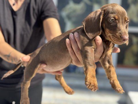 Petmode köpek çiftliğinden dachshund yavrumuz