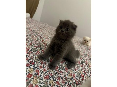 2 aylık kedilerimize yuva olur musun