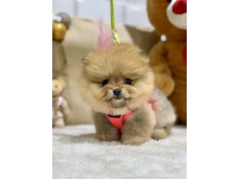 Mini teacup pomeranian kızımız tam bir ayıcık