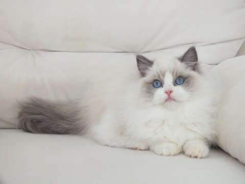 Full şecereli ragdoll yavruları