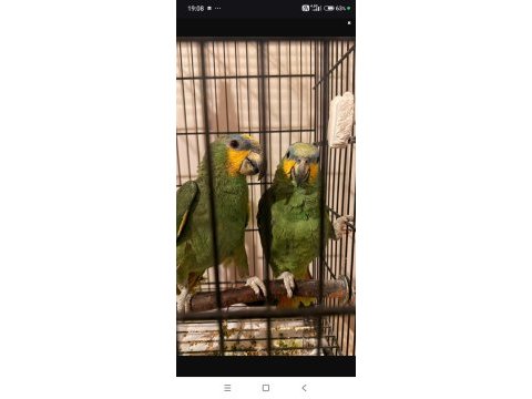 Turuncu kanatlı amazon papağanı