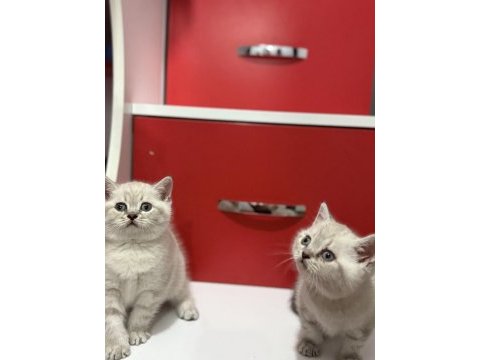 (uygun) lynx point british shorthair yavrular