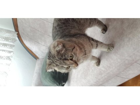 Güzel kızımızı vermek zorundayım scottish fold