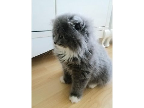 Yavrumuz evini arıyor scottish fold