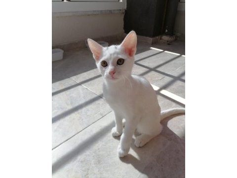 3 aylık erkek ankara kedisi yavru