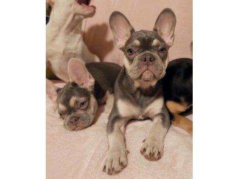 Fluffy ve ısabella taşıyıcı aşılı french kızlarımız
