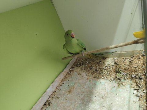Jumbo dişi pakistan papağanı