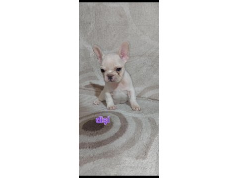 Egzotik french bulldog puppy