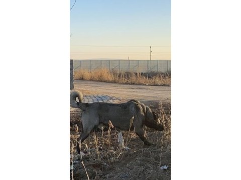 Köpeğimizin bedelini ödeyen alır