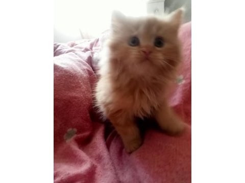 Yavru british shorthair