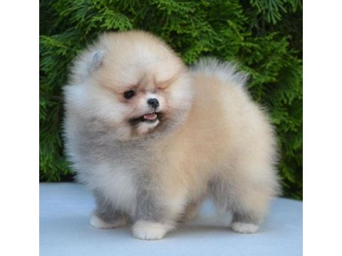 Dişi erkek pomeranian boo ve spitz yavrularımız (orjinal)