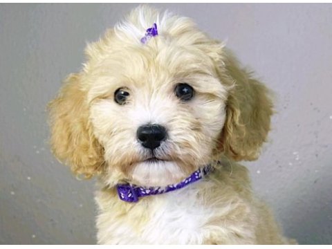 Maltipoo safkan köpekler