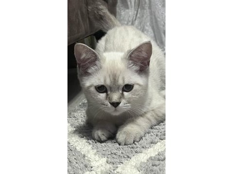 Scottish fold bayaz gri