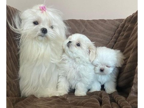 Maltese yavrularımız