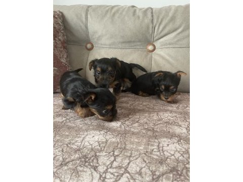 Minik yorkshire terrier yakışıklılar