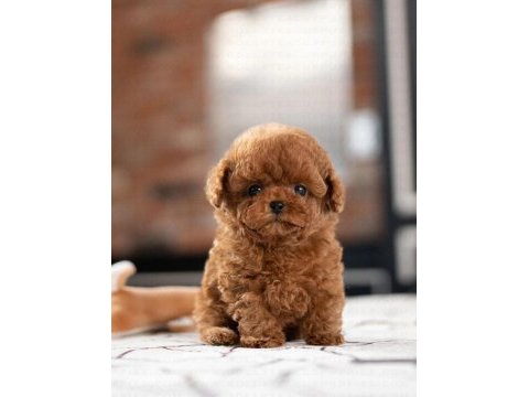 Sevgilisiyle küs olanlara özel toy poodle bebeklerim
